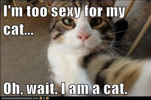 toosexyforcat